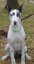 tosha7months1wkcropped.jpg